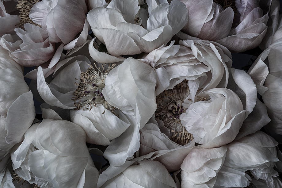 Soft, delicate peony blooms photographed by Richard Boll.