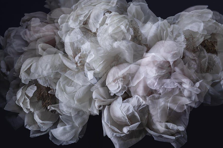 Delicate flower petals give the illusion of tulle. Photographed by Richard Boll.