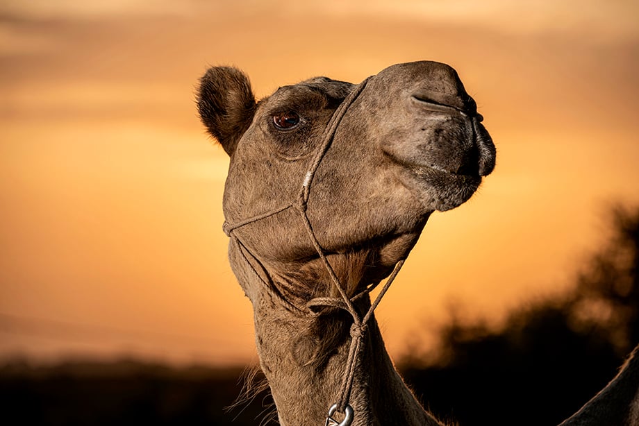 Richard the Camel is ready for his close-up in morning light at the Texas Camel Corps ranch outside Waco, Texas. Photography by Scott Van Osdol.
