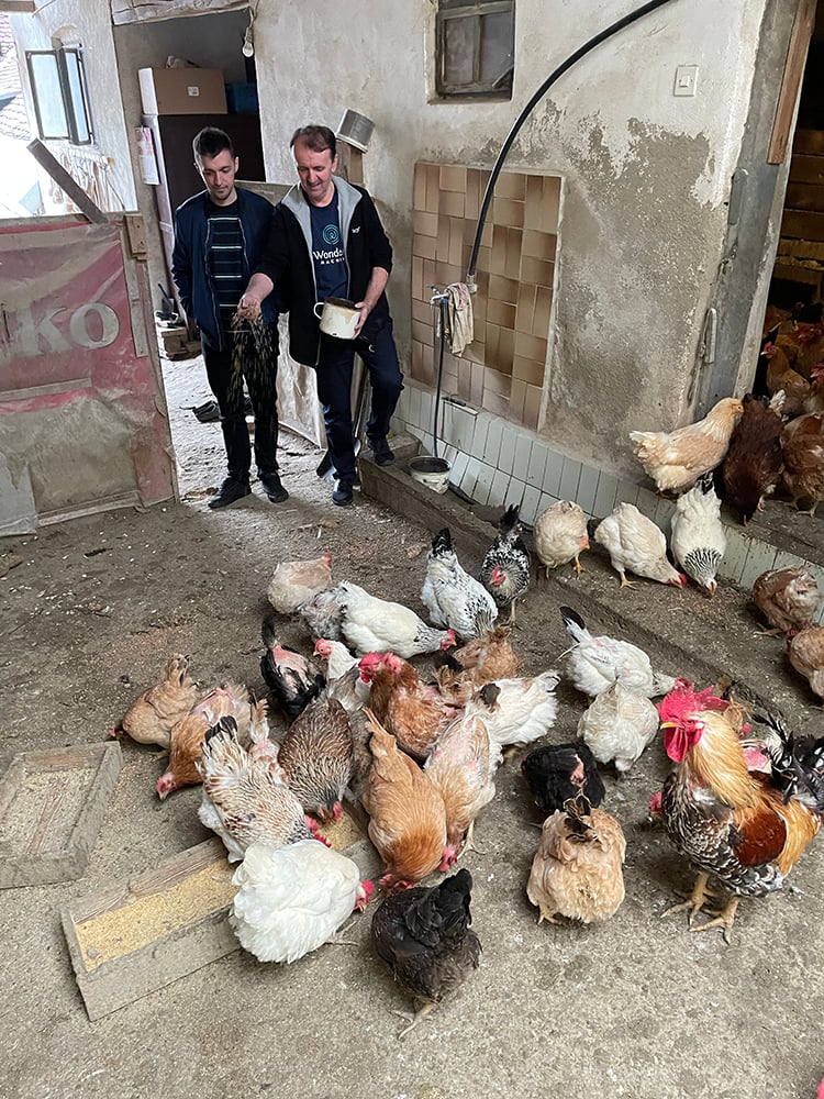 Feeding the chickens in Srednji Lipovac