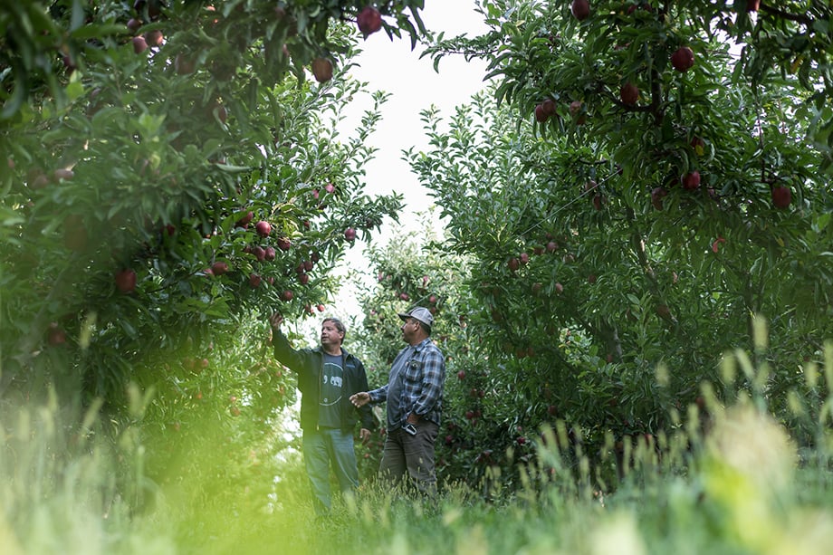 Cornerstone Ranches workers picking apples by Cameron Karsten 