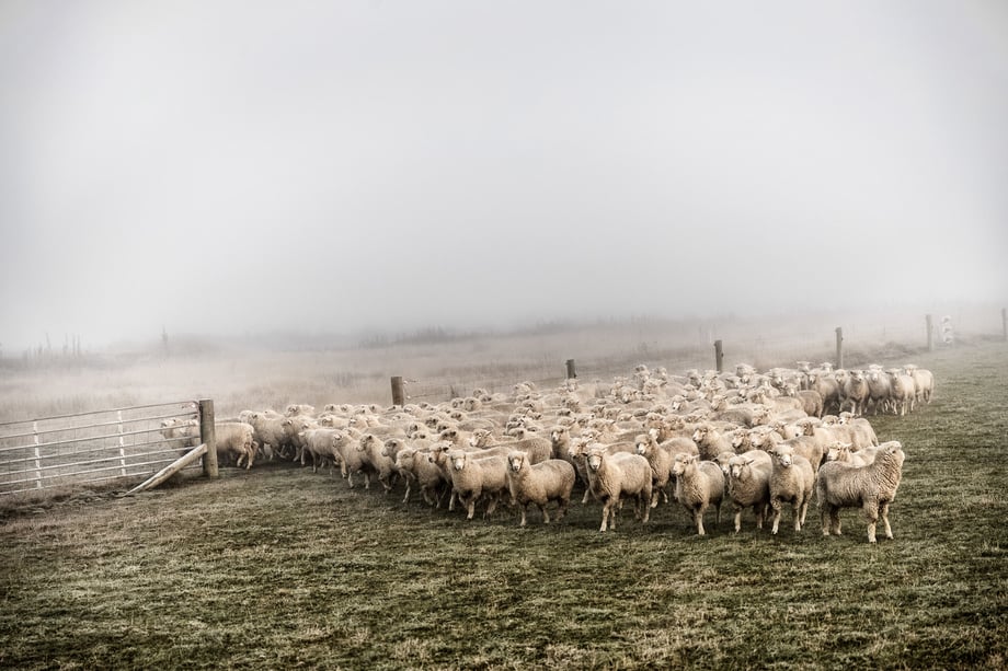 Tadd Myers Lurzer's 200 Best sheeples