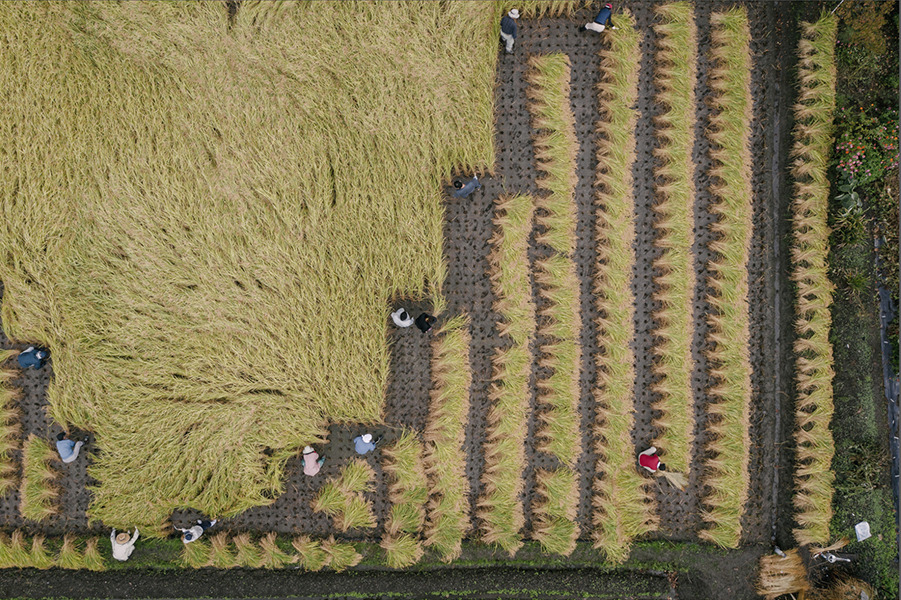 Birds-eye-shot of farm workers gathering bundles in an orderly grid. Images taken by Tokyo-based photographer Irwin Wong.