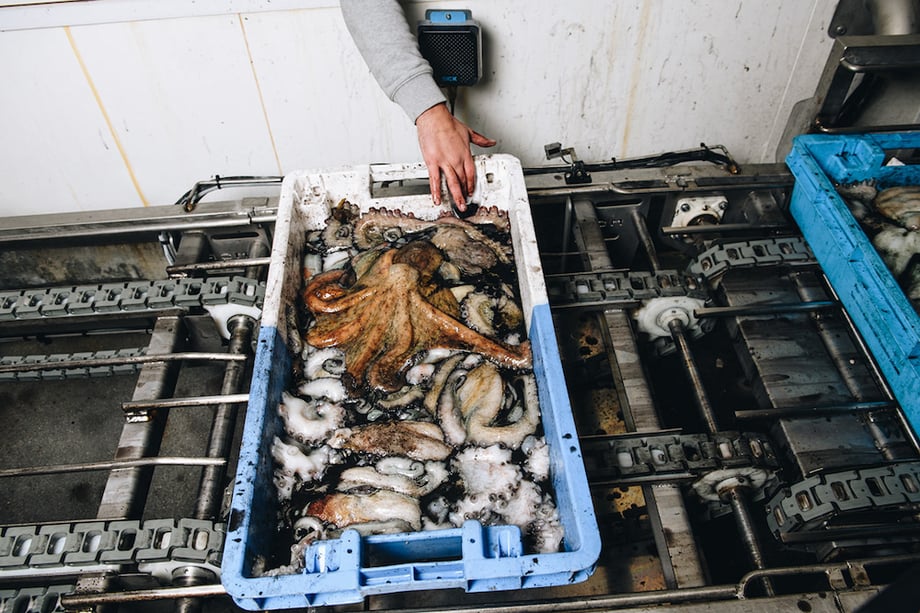 Photo of fisherman reaching for octopus in a clue and which container on conveyor tract, by Douarnenez, France-based social documentary photographer Jean-Marie Heidinger.