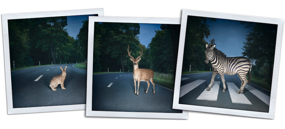 Three polaroids, one of a bunny, one moose and a zebra