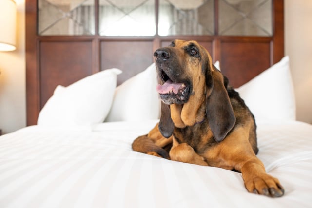 Photograph of a dog lying on the bed.