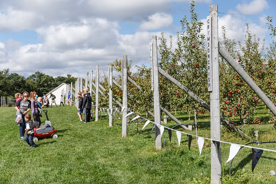 Families enjoy picking their own apples in the orchard in this photo by Sara Stathas