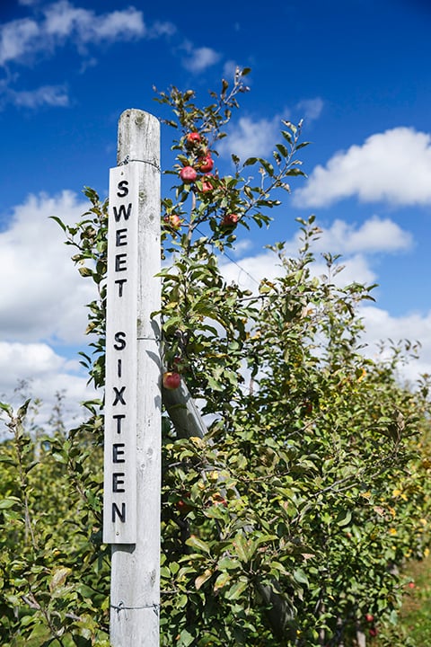 A signpost in the orchard says "sweet sixteen" 