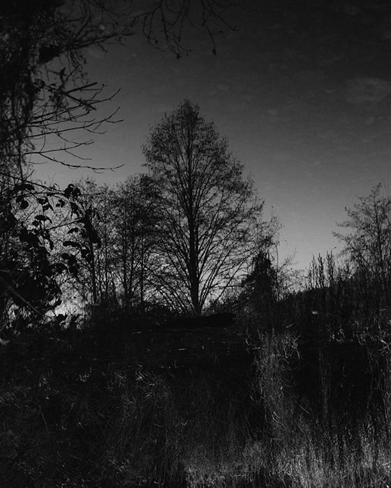Black and white photo of trees.