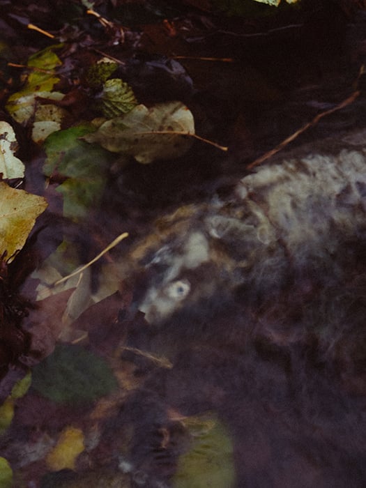 Dead fish in the water surrounded by leaves. 