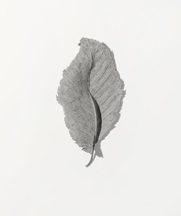 Isolated fallen leaf by Daniel Ribar 