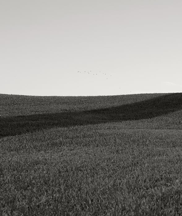 Shot of fairway grass by Daniel Ribar 