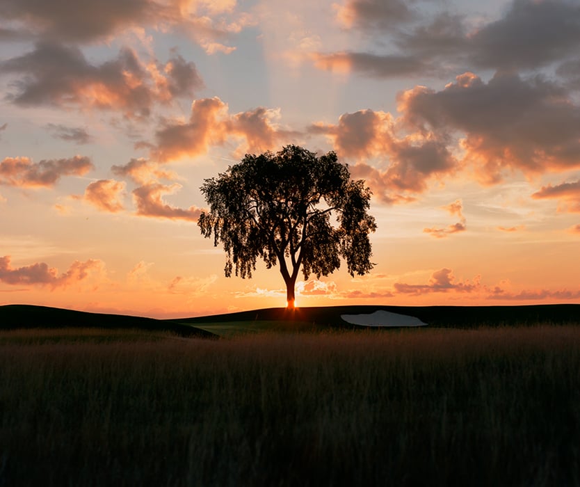Early morning shot of elm tree by Daniel Ribar 