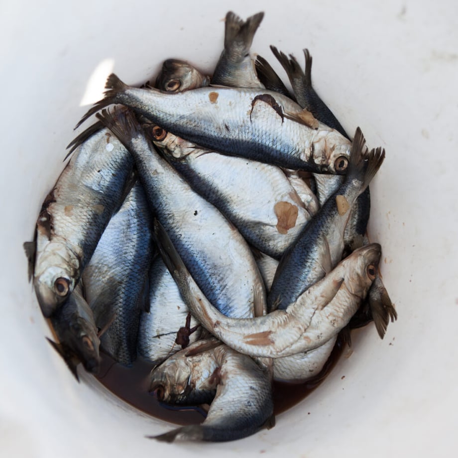 Greta Rybus's bait fish in white bucket