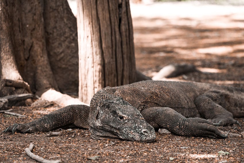 A Komodo dragon lays on the ground in the shade in this photo by Lauryn Ishak 