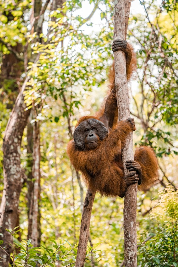 Lauryn Ishak's portrait of an orangutan clinging to a tree trunk in Indonesia for the New York Times