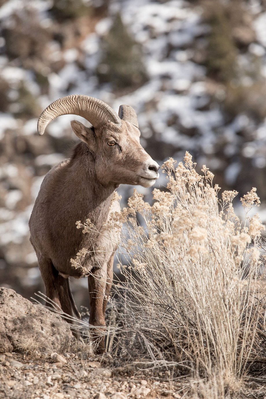 Minesh Bacrania New Mexico Magazine Bighorn Sheep