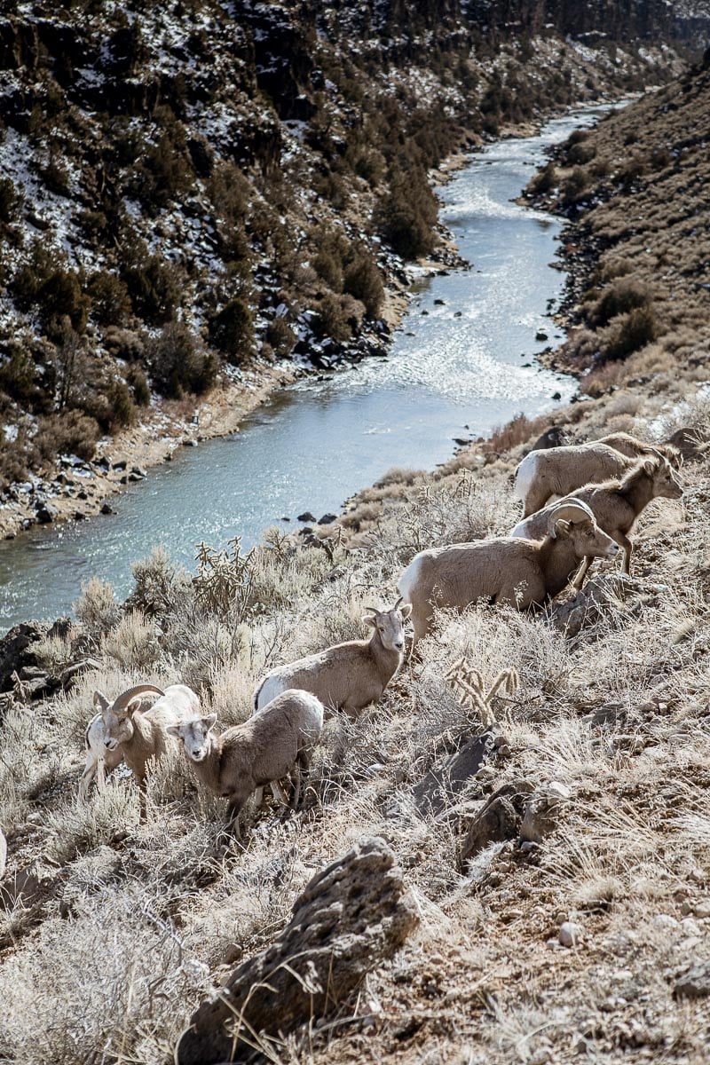 Minesh Bacrania New Mexico Magazine Bighorn Sheep Herd