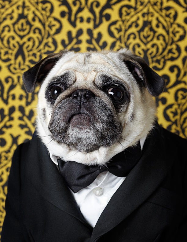 Pug dressed in a suit and bowtie shot by Brooklyn N.Y.-based animal photographer Winnie Au 