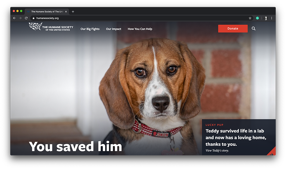 Tearsheet featuring Teddy the dog, from The Humane Society of the United States website homepage, shot by Detroit-based animal photographer Bryan Mitchell