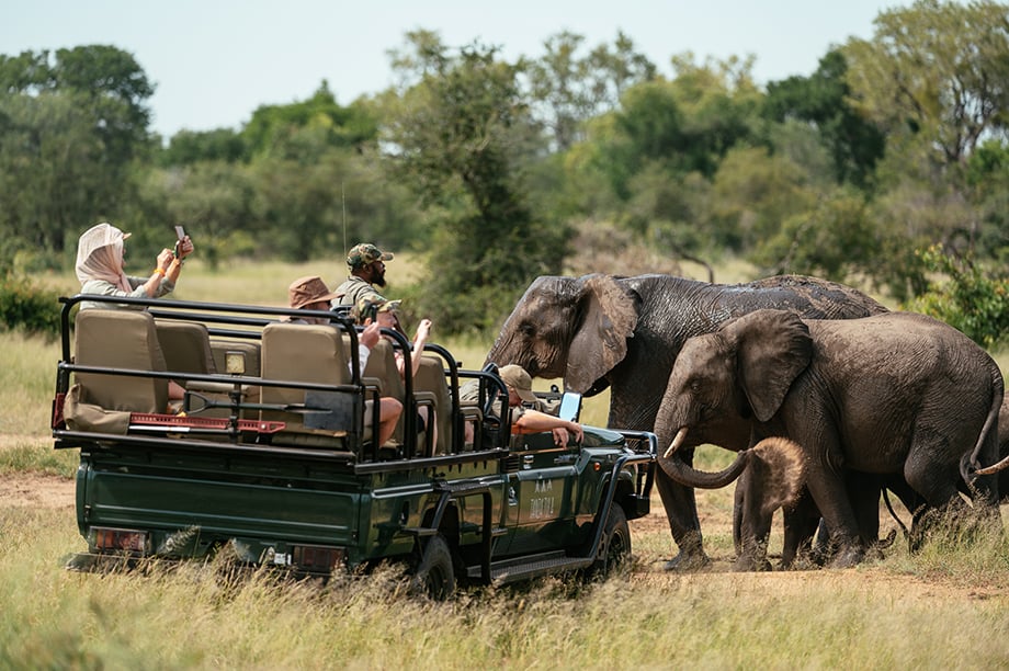 Tourists observing African Elephants, at Kruger National Park by Ben Pipe