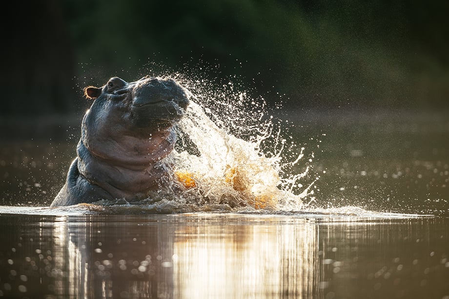 Hippo at Makuleke Contractual Park, Kruger National Park by Ben Pipe