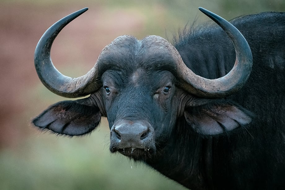 Cape Buffalo at Makuleke Contractual Park, Kruger National Park by Ben Pipe