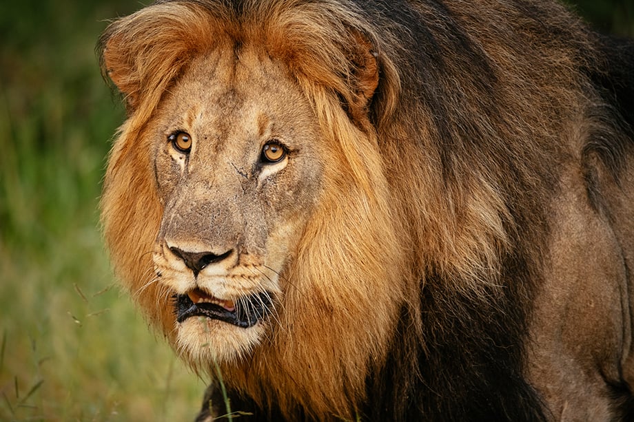 Male Lion at Marataba, Marakele National Park by Ben Pipe