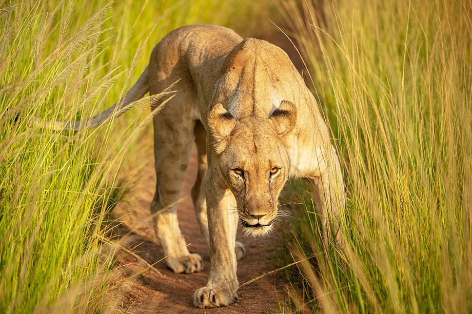 Lioness at Marataba, Marakele National Park by Ben Pipe