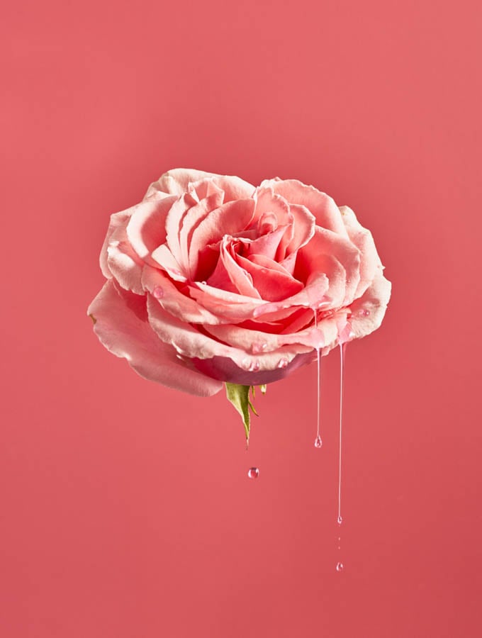 A pink rose dripping water against a pink backdrop by photographer Suzanne Clements of Palm Bay Florida. 
