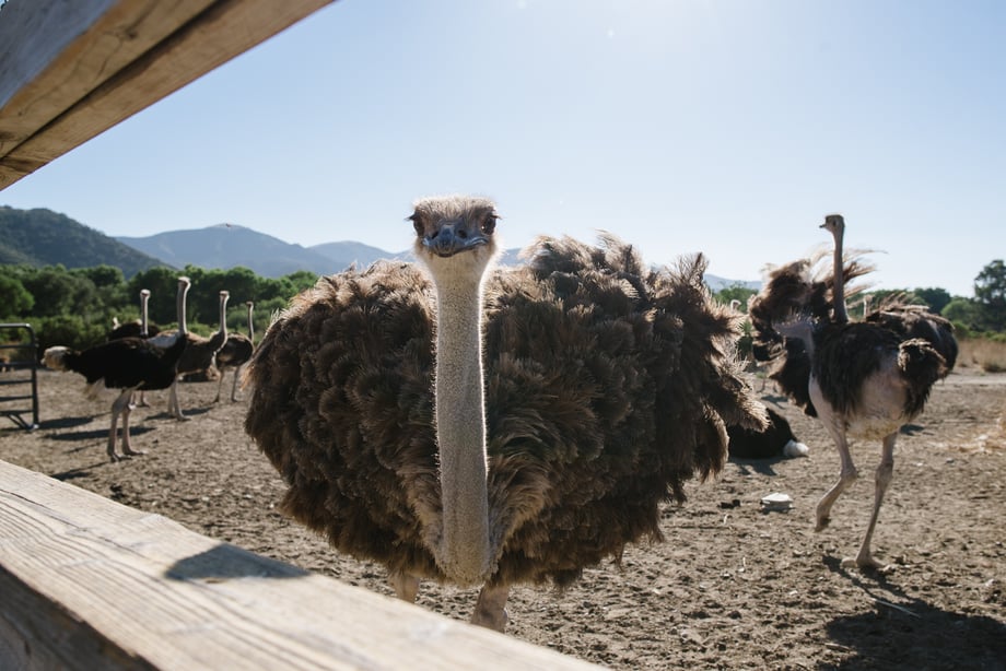Tiffany Luong photographs funny looking ostrich at Ostrichland for Westways