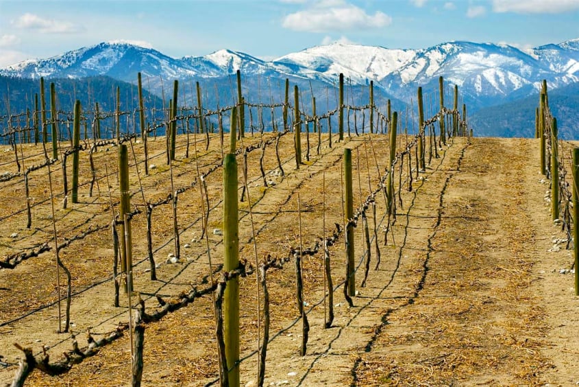 Vineyard with mountain views shot by Seattle-based portrait photographer Ron Wurzer