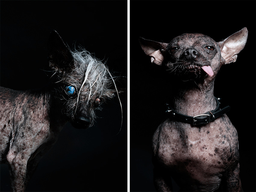 Ugly dogs shots by Ramin Rahimian