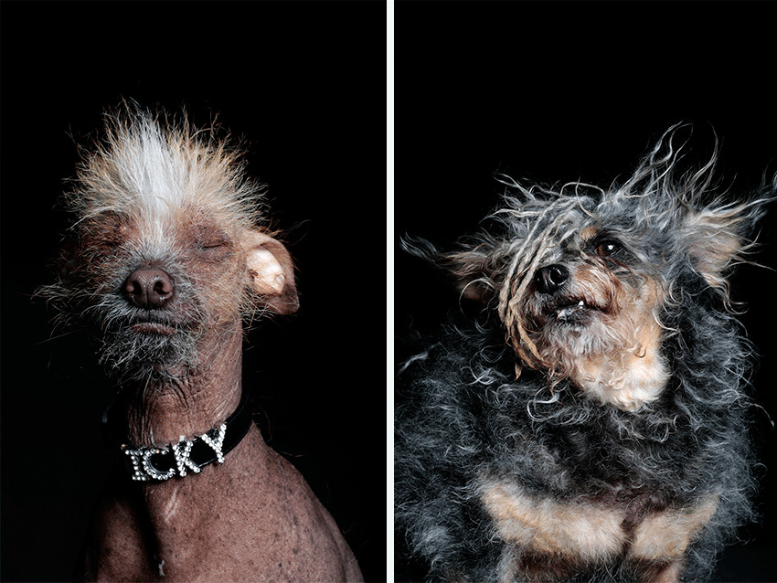 ugly dogs by Ramin Rahimian