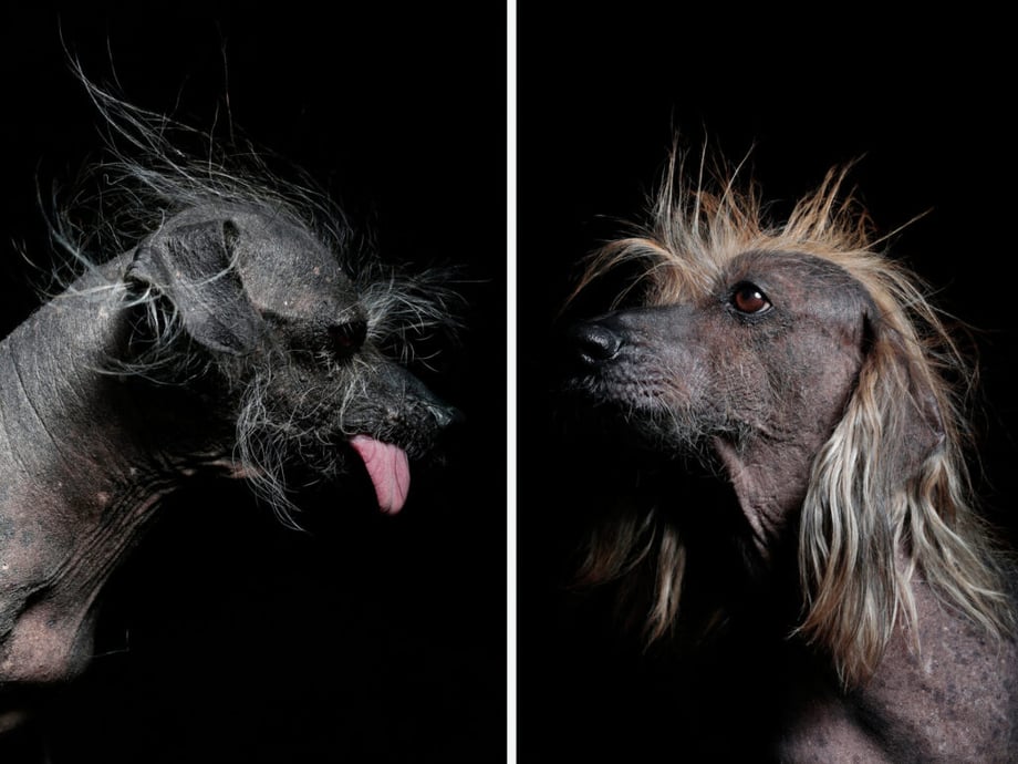 ugly dog photographs by Ramin Rahimian
