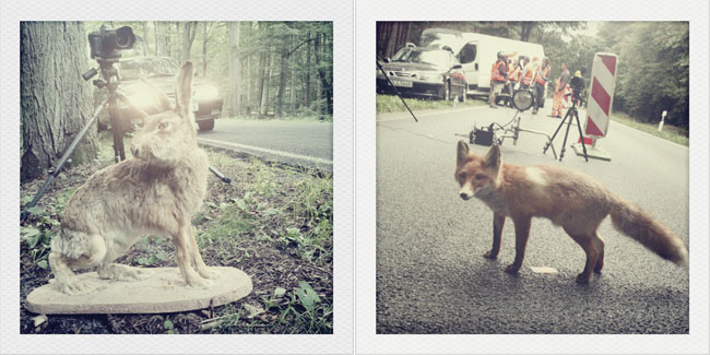 Animal images behind the scenes ; a bunny (left) and a fox (right)