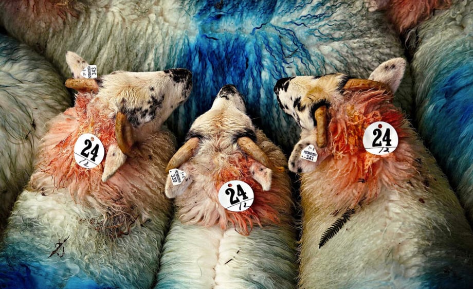 Birds-eye-view image of sheep with wool dyed blue and red, taken by Earl Richardson.