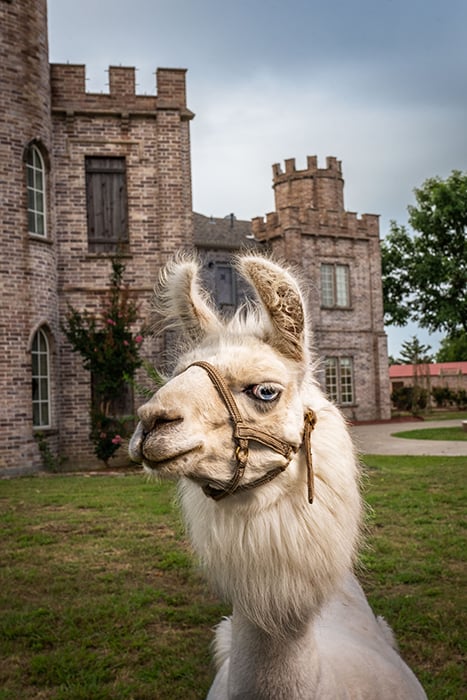Close up of a llama in front of a castle shot by Jeff Wilson.