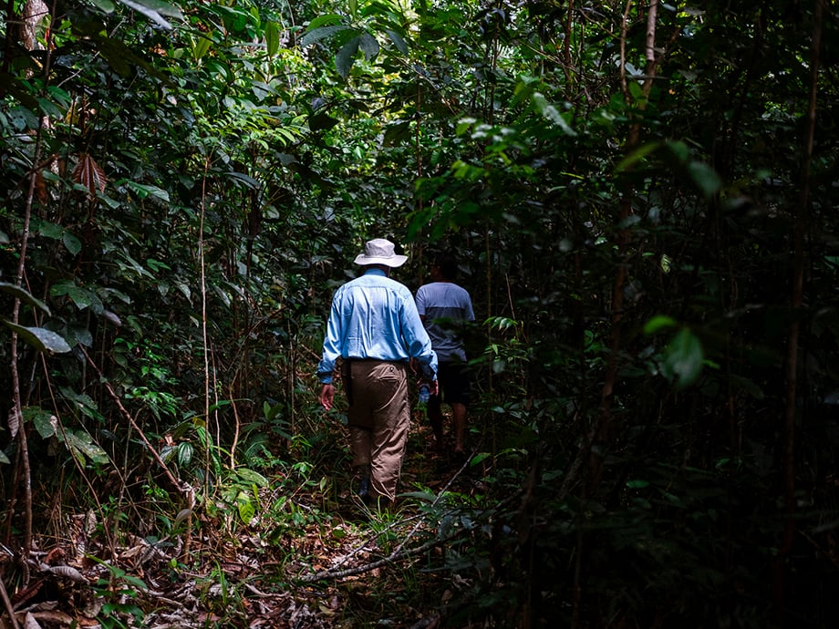 Dr. Lovejoy walking through the Amazon rainforest.