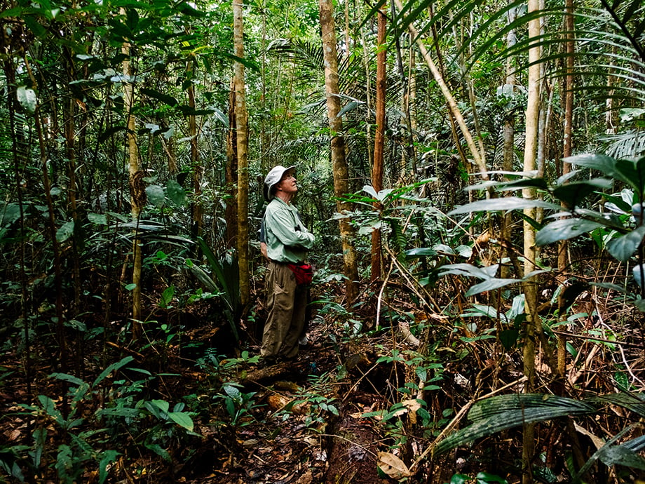 Dr. Lovejoy amidst the trees of the Amazon rainforest shot by Kristin Bethge. 