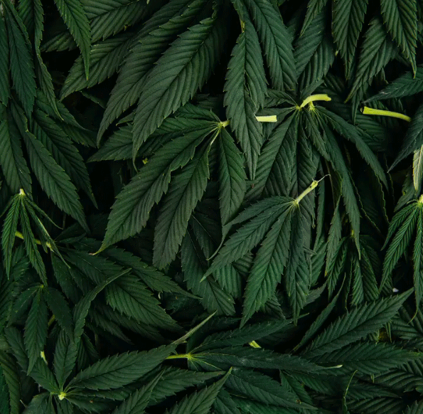 GIF of St Ives soothing body cream with cannabis sativa taken by New York-based product photographer Michael Marquand. 