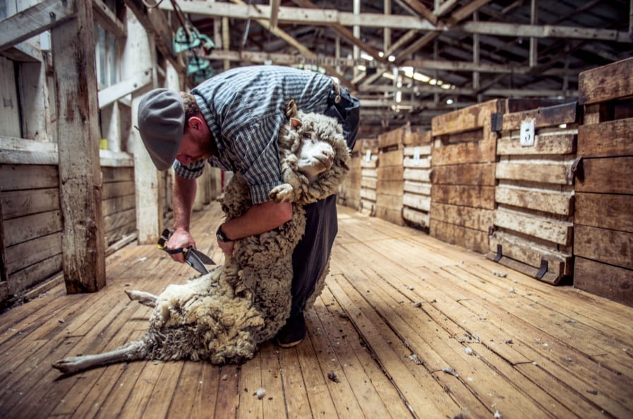 nick hall, seattle photographer, patagonia, the nature conservancy, Argentine Merino sheep, wool