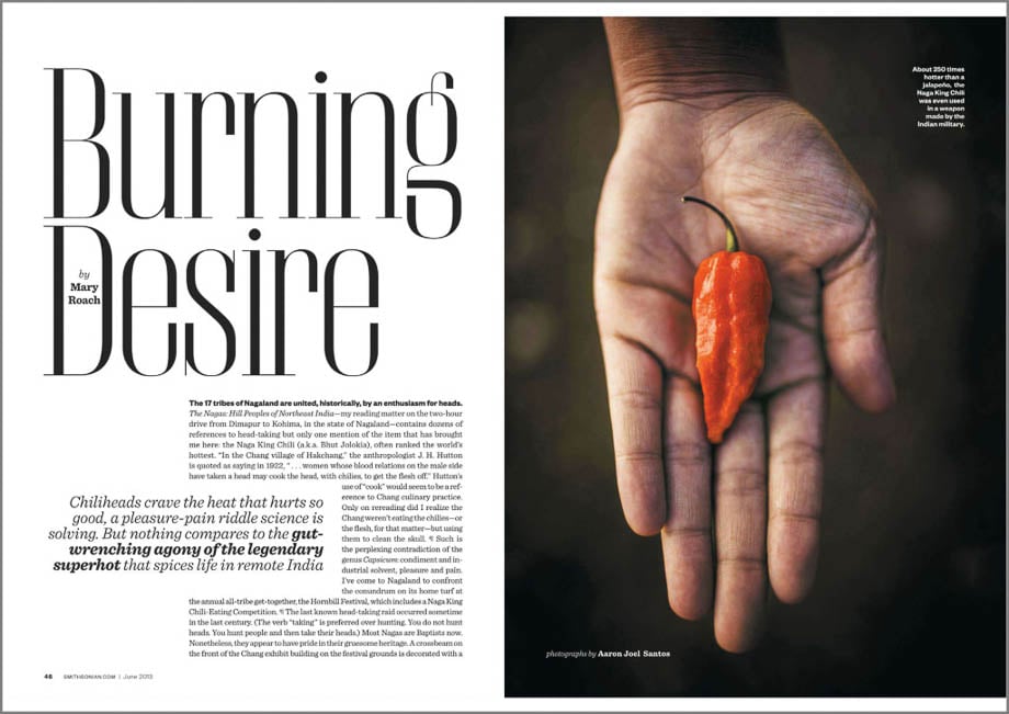Photo of a Naga King Chilli of Nagaland taken for the Smithsonian Magazine by US and Thailand-based travel photographer Aaron Joel Santos.
