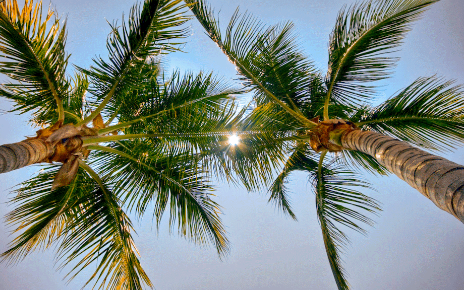 Image of palm trees, by Thomas Winter