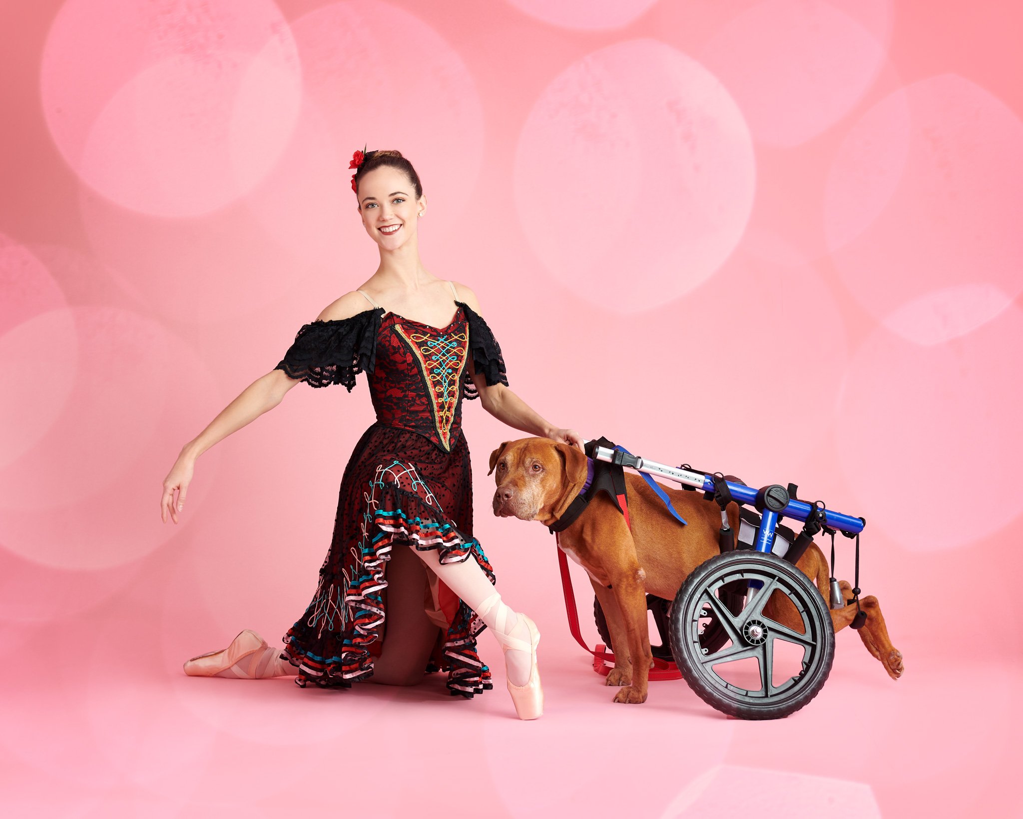Photo of a ballerina posing alongside disabled dog in rolling harness against a pink background.