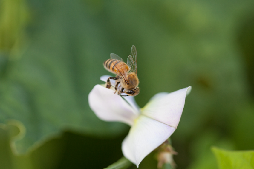 Kimberly Davis' closeup photo of a bee on a small white flower.
