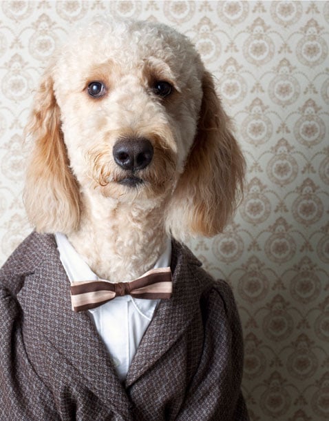 Shaggy dog dressed in a suit shot by Brooklyn N.Y.-based animal photographer Winnie Au 