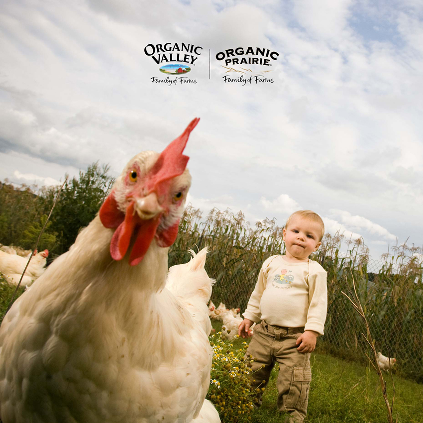 Photographer David Nevala's tear sheet for Organic Valley featuring a photo of a rooster in the close foreground and a toddler in the background. Behind the toddler are more roosters and tall grasses.