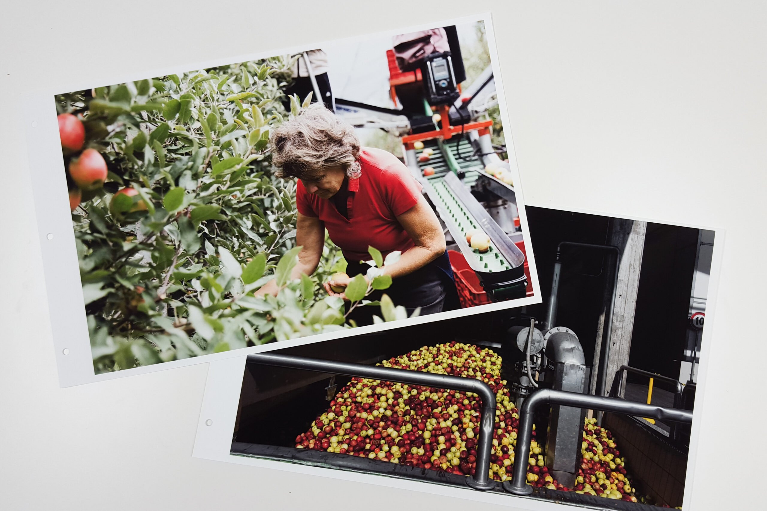 An image of two photo prints. One is of a woman harvesting apples followed by a machine. The other is apple processing on a large scale by machine.