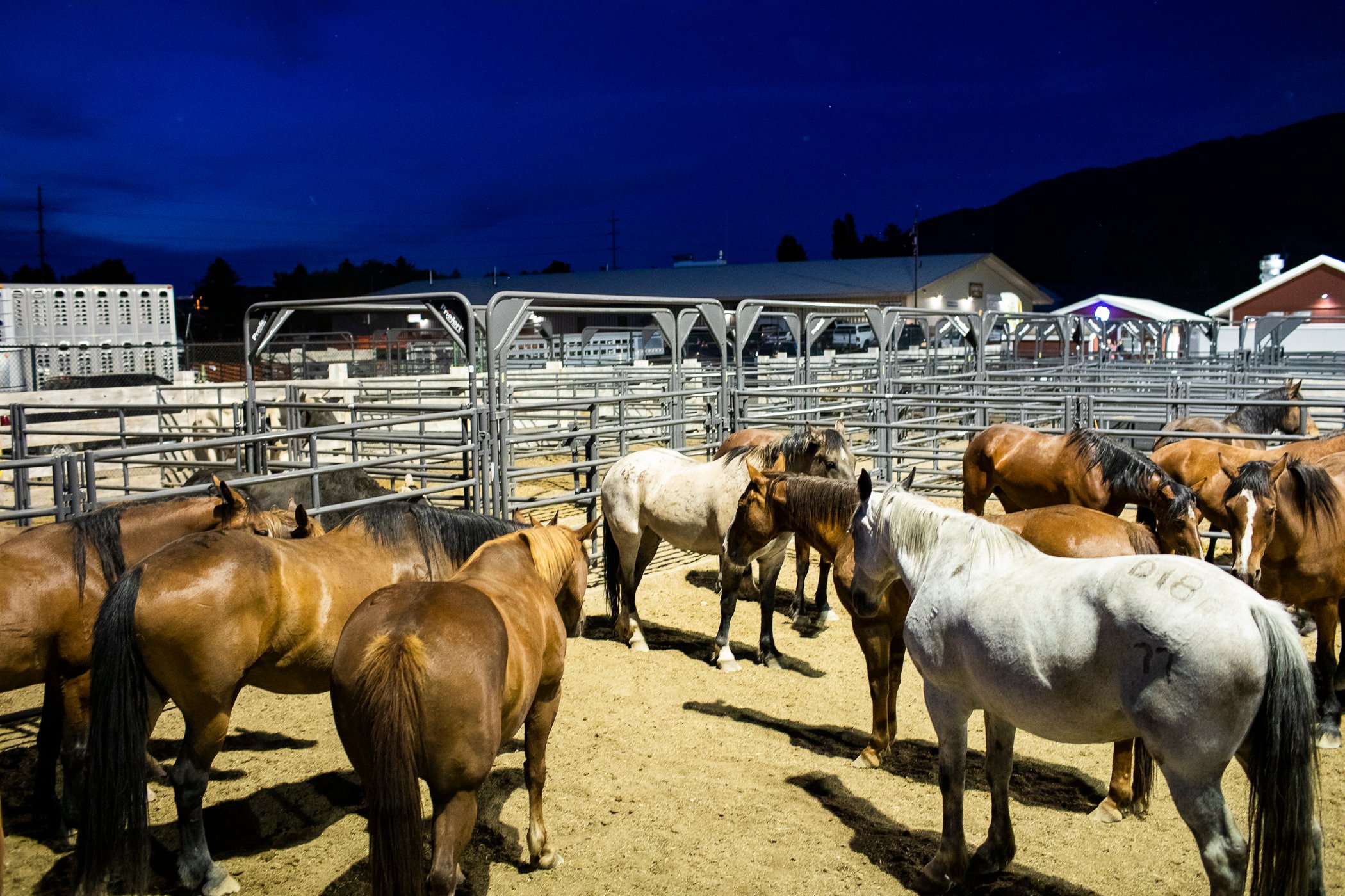 At dusk, several horses gathered together at the Jackson Hole rodeo when Adam Hester was shooting 
